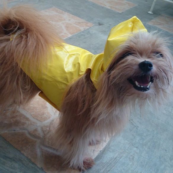 10487248_672331716194879_4572867378243241999_n