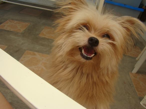 1063747_478082935619759_674367104_o