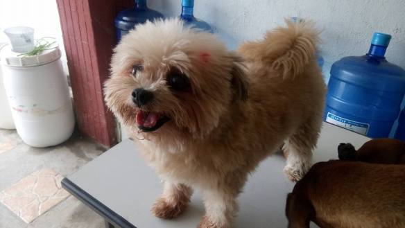 14333619_1131845546910158_4129738878606568093_n