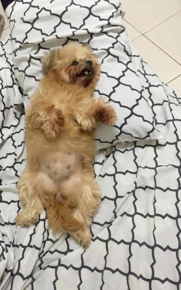 18268262_1361628270598550_482296247168229424_n