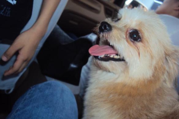 392807_170592856368770_455217355_n