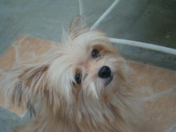 419797_224460397648682_2035835735_n